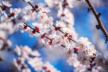 Apricot tree blossoms