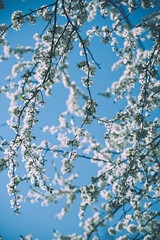 Apricot tree flower