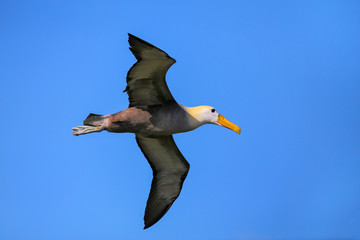 Waved albatross in flight on Espanola Island, Galapagos National park, Ecuador