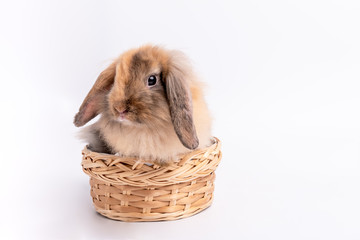 Portrait images of Furry brown rabbit, long ears and cute shubby round body Sitting in a wicker basket On white isolated background, to animal and pet concept.
