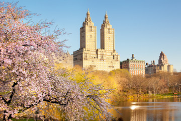 cherry blossom at the Lake at Central Park and skyline of buildings in Manhattan, New York City,...