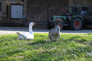 G&auml;nse, Tiere, Gans, Ostern, Ostergans, Weiss