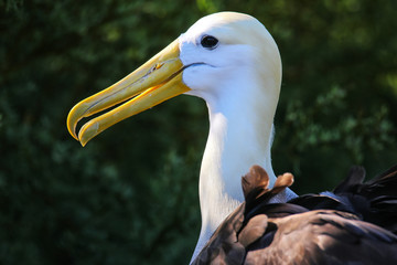 Portrait of Waved albatross on Espanola Island, Galapagos National park, Ecuador