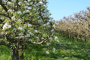 Rebe, fr&uuml;hling, spring, bl&uuml;hten, schweiz, Rebstock, weiss, blumen