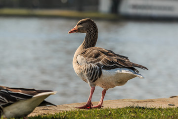 Naklejka na ściany i meble Greylag goose with stands on both legs on the bank of the river Main. Water bird on green meadow in sunshine. Wild animal with gray and white feathers
