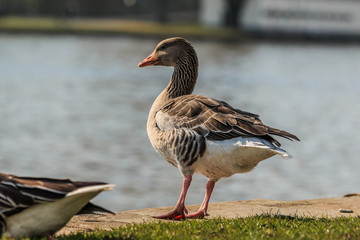 Greylag goose with stands on both legs on the bank of the river Main. Water bird on green meadow in sunshine. Wild animal with gray and white feathers
