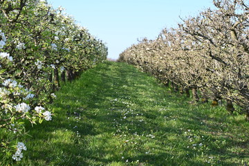 Rebe, fr&uuml;hling, spring, bl&uuml;hten, schweiz, Rebstock, weiss, blumen