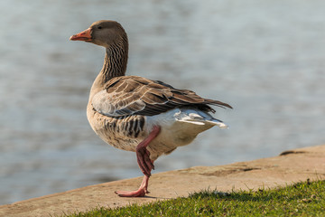 Greylag goose with angled leg on the bank of the River Main. Water bird on green meadow in sunshine. Wild animal with gray and white feathers