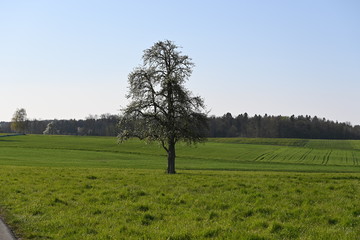 Fototapeta na wymiar Baum, alleine, schweiz, frühling, spring, wiese, grün, Feld
