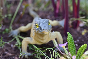 Eidechse, Reptil, tier
