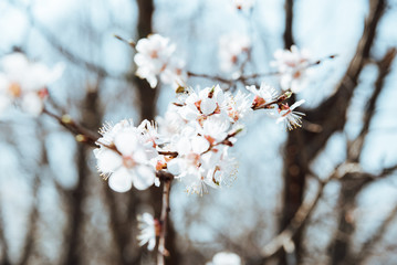Cherry blossom in spring close up