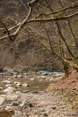 Mountain river in a calm forest with clean water early in the spring on March. Brown branches without leaves are near the stream