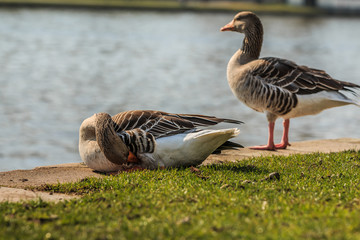 Two gray geese on the banks of the River Main. A goose is cleaning her plumage. Water bird on green meadow in sunshine. Wild animal with gray and white feathers
