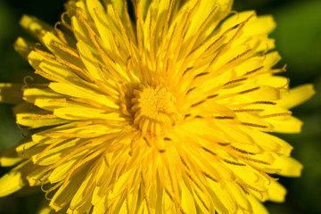 fiori gialli chiamati dente di leone 