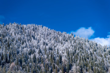 snow covered trees