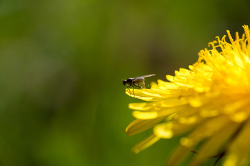 fiori gialli chiamati dente di leone 