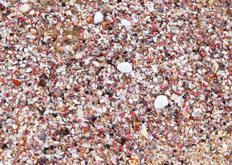 small multicolored seashell on the sea coast