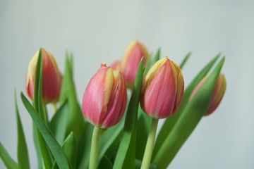 Geschlossene Tulpen in einer Vase