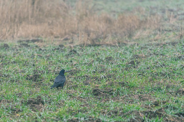 pigeon on the grass