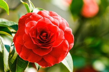 Obraz premium Red rose flower in sunshine. Detail shot of an open flower in a wild garden. Single flower on a shrub with green leaves in spring.
