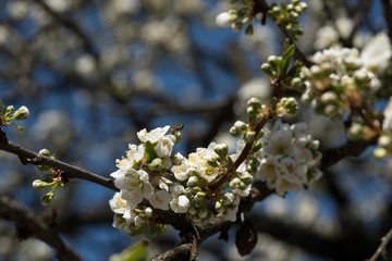 piccoli fiori bianchi di susino in primavera