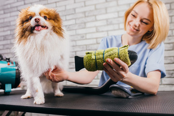 professional groomer handle with beautiful pet spitz in salon. professional care of dogs, beauty procedures. wool drying before hair cutting