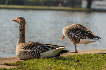 Greylag goose with an outstretched neck sits on the banks of the River Main. Second goose in the background. Water bird on green meadow in sunshine. Wild animal with gray and white feathers