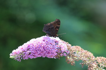 Schmetterling im Flieder 