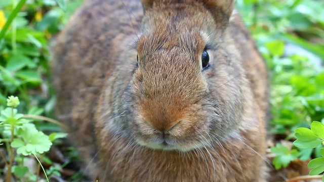 small brown bunny close-up with focus on the nose, sniffing and wiggling a large mustache against the background of a blurred green meadow in the spring season, easter bunny