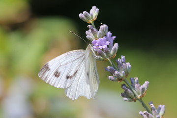 Schmetterling im Thymian 