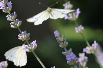 Fototapeta na wymiar Schmetterling im Thymian 