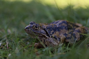 frog on the grassy ground