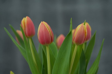 Fototapeta premium Geschlossene Tulpen in einer Vase