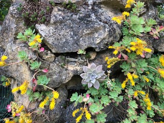 lichen on stone