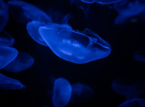 Jelly Fish Tank Lit With Blue Light