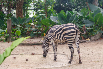 Fototapeta na wymiar Zebra at the Singapore zoo