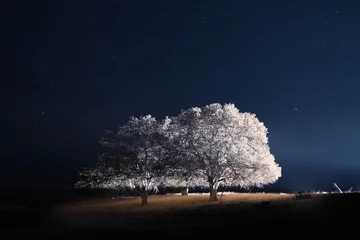 Wall murals Night blue Snow covered trees against sky at night
