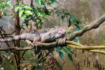 an iguana at the Singapore zoo