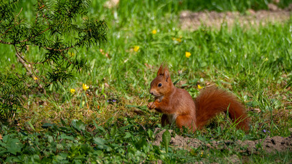 Eichhörnchen