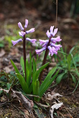 Blume im Frühling