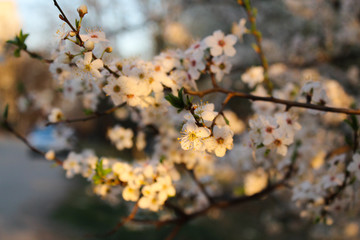 spring in the park