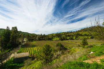 Fototapeta na wymiar View of a vineyard
