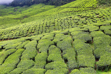 Kolukkumalai Tea plantations in a foggy day in Munnar, Kerala, India