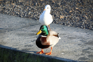 Seagull following mallard at the promenade next to the lake