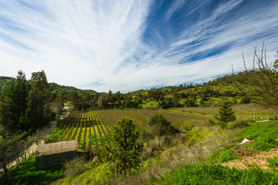 View of a vineyard