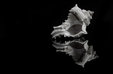 Seashell in dark background close up image with details