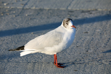 seagull on the promenade