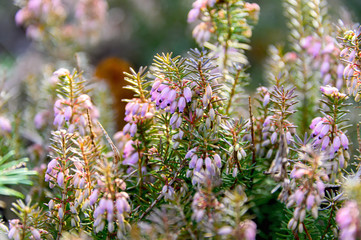 The natural background of the flower Heather. Small pink, purple flowers. Soft focus.
