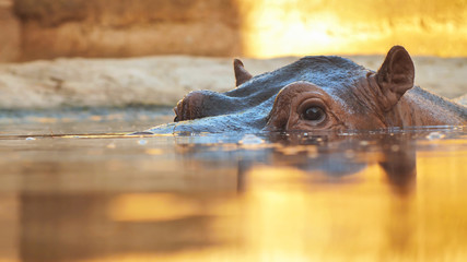 Hippo swims in the river in the evening. Face close up