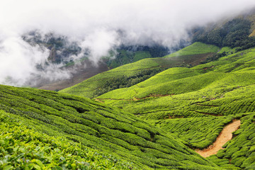Kolukkumalai Tea plantations in a foggy day in Munnar, Kerala, India